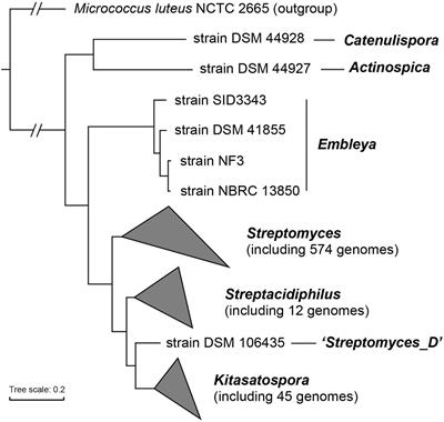 Comparative Genomic Insights Into the Taxonomic Classification, Diversity, and Secondary Metabolic Potentials of Kitasatospora, a Genus Closely Related to Streptomyces